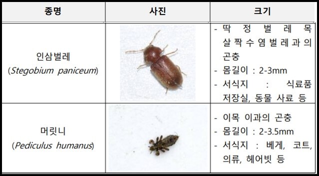 빈대의-생김새